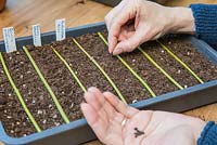 Sowing Morning Glory 'Grandpa Otts' seed