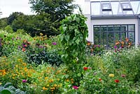 Greenhouse, vegetable garden , marigold, dahlia, corinader, stand with beans, nasturtium, cabbage, Brussel Sprouts, dahlia 'Arabian night'