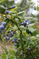 Vaccinium myrtillus 'Duke' - Blueberry 