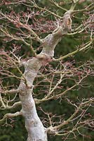 Acer palmatum, Bonsai in March.