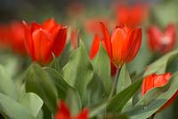 Tulipa praestans 'Fusilier' in March.