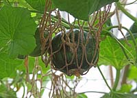 Cucumis melo 'Black Rock' Melon ripening on vine