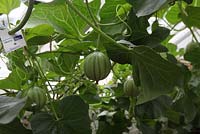 Using biological control to protect maturing melons