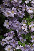 Clematis 'Emilia Plater' plant in flower