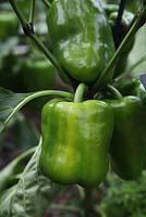 Capsicum annuum 'Roberta' - Sweet pepper, close up of maturing fruit