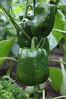 Capsicum annuum 'Gourmet' - Sweet pepper, close up of maturing fruit