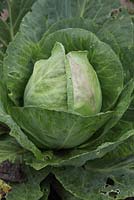 Brassica oleracea 'Greyhound' - Cabbage, close up of mature head