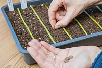 Sowing Cobaea scandens seeds