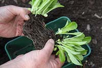 Transplanting lettuce - gently separate the plants from the plug