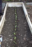 Transplanting lettuce - row of recent transplants