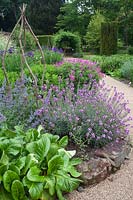 Bergenia, Geranium 'Ann Folkhard', Iris, Erysimum 'Bowles Mauve' and nut walk at Winterbourne Botanic Garden