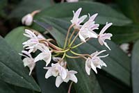 Dendrobium delicatum 'Wisley'