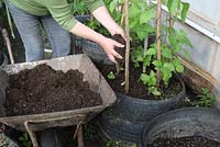 Growing runner beans - mulch with compost to conserve water 