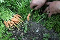 Growing carrots thin the crop so that growing plants are about 25mm apart