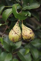 Pyrus communis 'Concord' Pear showing skin splits due to leathery rot