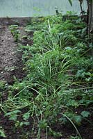 Carrots foliage wilts following spotted millipede attack