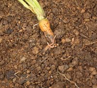 Blaniulus guttalatus - Spotted millipede feeding on carrot