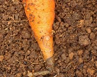 Blaniulus guttalatus - Spotted millipede on carrot root