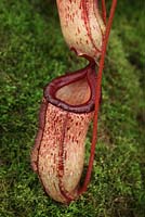 Nepenthes ventricosa x 'Lady Pauline' 