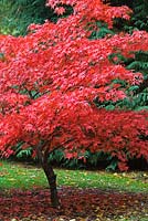 Acer palmatum var. coreanum - Batsford Arboretum