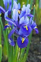 Iris reticula 'Gordon'