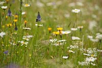 Austrian wildflower meadow