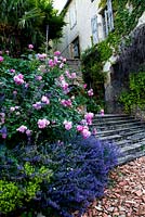 Rose 'Alexandre Dumas' falling over wooden steps. Growing with Nepeta 'Seven Hills Giant' and Alchemilla mollis. 