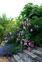 Rose 'Alexandre Dumas' falling over wooden steps. Growing with Nepeta 'Seven Hills Giant' and Alchemilla mollis. 
