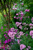 Centranthus ruber, Valerian, displayed at Jardins des Paradis, Cordes-sur-Ciel, Tarn, France. Combination perennial border of pinks, mauves and purples with wild flowers. 