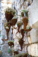 Collection of wall hanging baskets made of wire mesh and containing small succulents. Jardin des Pasradis, Cordes-sur-Ciel, Tarn, France.