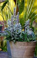 Stachys Byzantina growing in terracotta pot.  With clear plastic name tag utilised by Jardin des Paradis in Cordes for identification purposes. Garden designed for children and education.