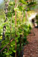 Dessert grape vine being trained over pergola. Growing at Jardins des Paradis in Cordes sur Ciel, France.  