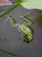American Bullfrog. Rana Catesbeiana. Living in ornamental pond with lily pads. Extremely loud croak and surfacing at evening time. Jardins des Paradis in Cordes sur Ciel, France