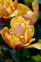 Tulipa 'Champagne Diamond' - Apricot and yellow double tulip.  
