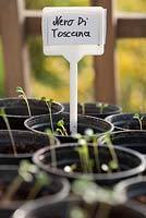 Kale 'Nero Di Toscana'. Growth development. 