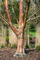 Betula Albosinensis 'Red Panda' - Chinese red birch tree
