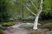 Betula Szechuanica and flowering heather at RHS Wisley Gardens. England