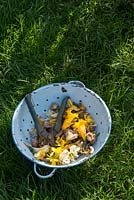 Dead headed Daffodils - with secateurs in a colander
