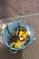 Dead headed Daffodils with secateurs in a colander