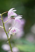 Dendrobium kingianum - Pink Rock Orchid