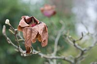 Magnolia 'Milky Way' flower damaged by spring frosts
