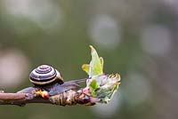 Cepaea hortensis - Banded snail on an apple tree branch