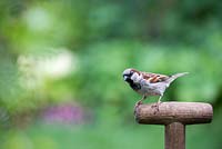 Passer domesticus - Male House sparrow on a wooden garden fork handle