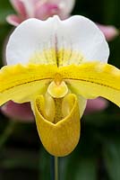 Paphiopedilum Sophelia x Galahad orchid - Lady slipper orchid hybrid