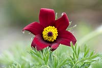 Pulsatilla Vulgaris Rubra - Red Pasque Flower