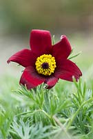 Pulsatilla Vulgaris Rubra - Red Pasque Flower