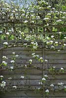 Pyrus Communis Conference - Fan trained Pear tree in blossom at RHS Wisley Gardens