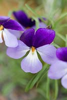 Viola Pedata Bicolor - Birdsfoot Violet flowers