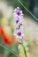 Wurmbea stricta - Onixotis stricta flowers
