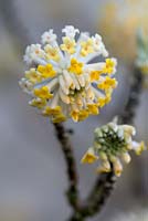 Edgeworthia chrysantha. Wisley RHS Garden.